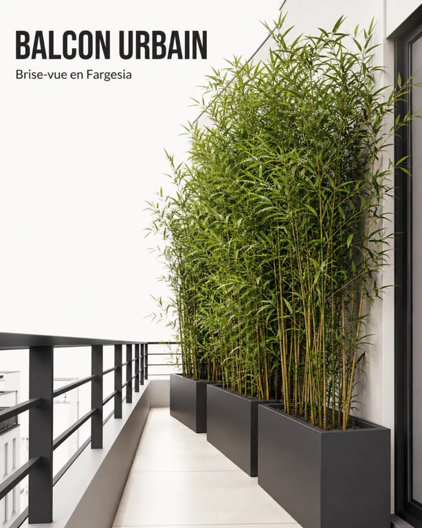 Plantes hautes pour balcon avec bambous Fargesia en grands bacs formant un brise-vue dense